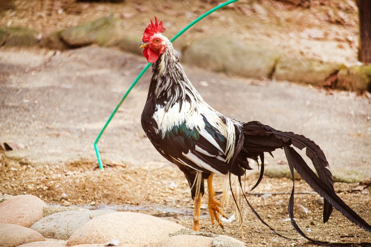 動物の容貌の場合