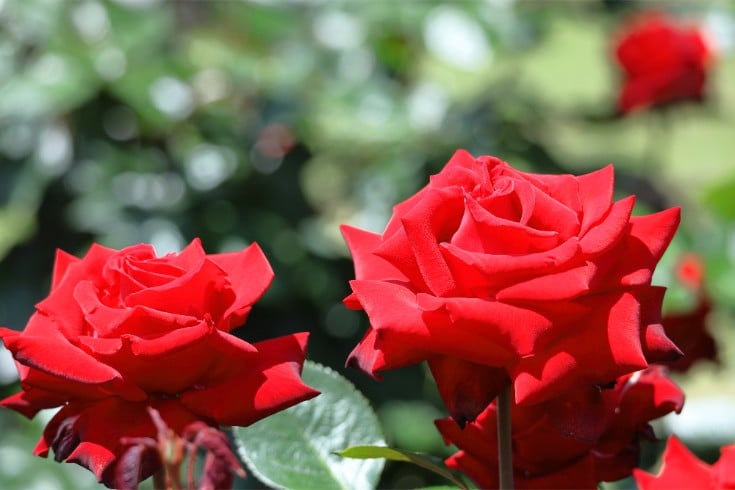 匂い商標の登録成功事例